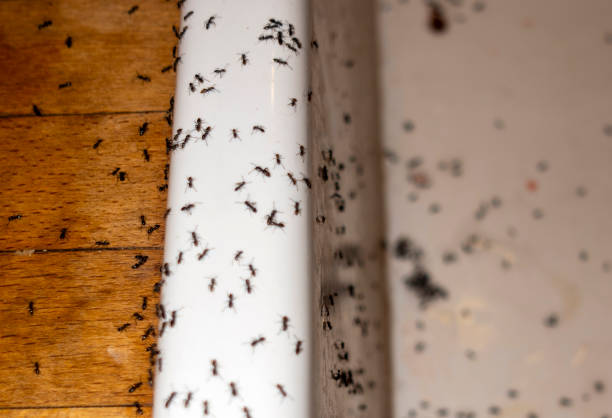 Best Commercial Pest Control Services  in Vienna Bend, LA