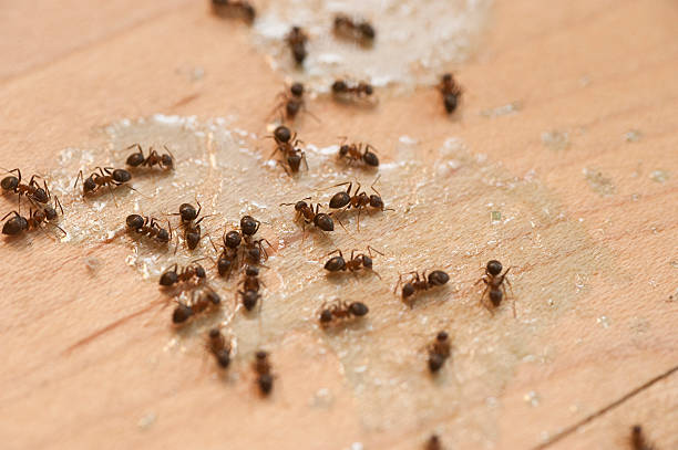 Best Wasp Removal Services  in Vienna Bend, LA